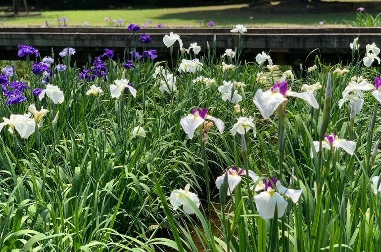 95CBFD25-45C3-48C7-9937-EB679F6EEDD5_1_201_a