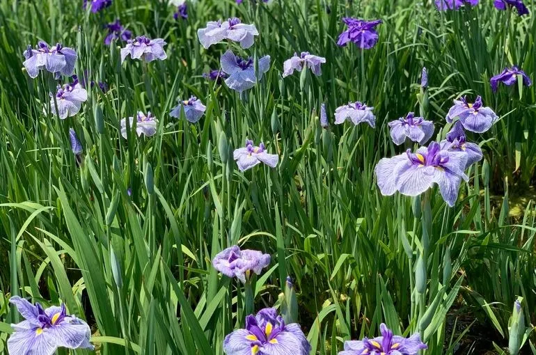 キレイな体を作るということ〜鶴瀬・整体・ヨガ〜