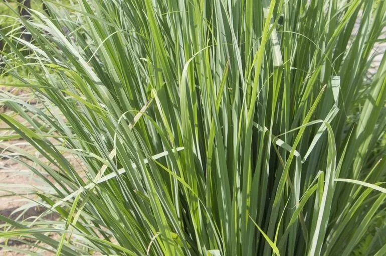 レモンじゃないのにレモンの香り！