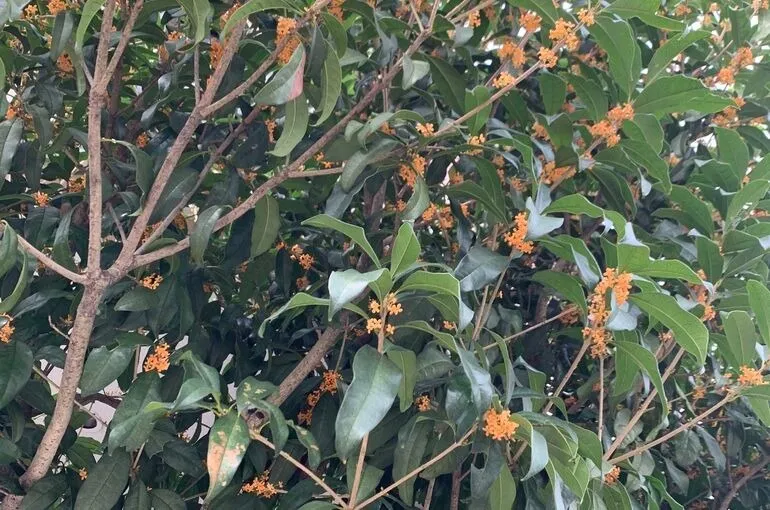 鶴瀬の整体・アロマの香りにつつまれたい〜きんもくせい〜