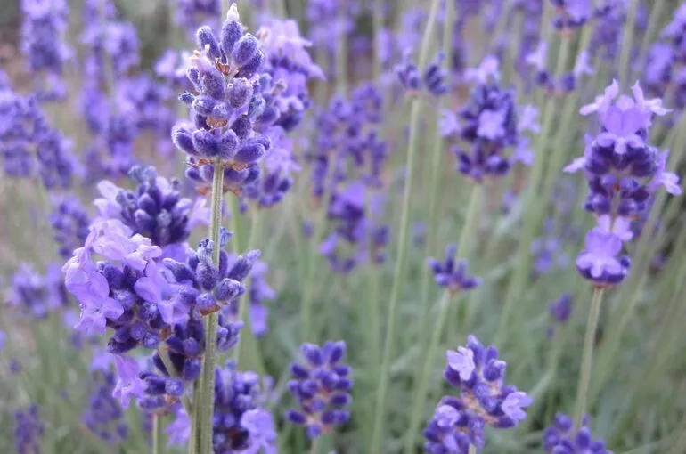 鶴瀬（川越）でカラダを整える・整体・アロマ〜梅雨時を乗り切るラベンダー〜