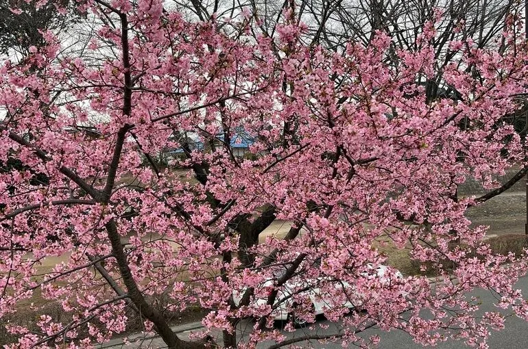 鶴瀬・富士見の整体・ヨガ・アロマサロンです