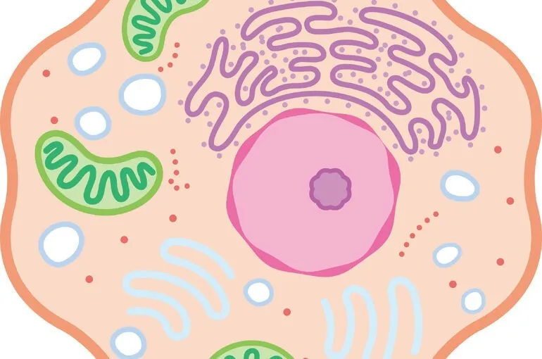 ミトコンドリアを元気に！Part ３〜鶴瀬（川越）整体・ヨガ・アロマ〜