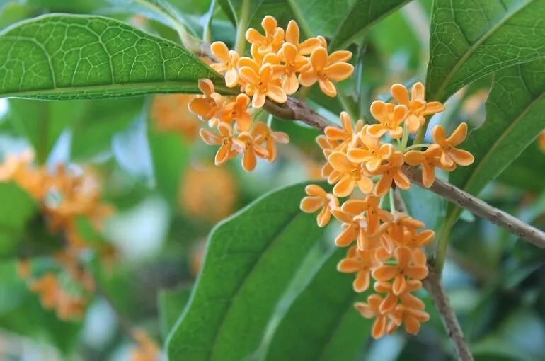 秋が始まったと感じる香り〜鶴瀬（川越）でアロマ・整体・ヨガ〜