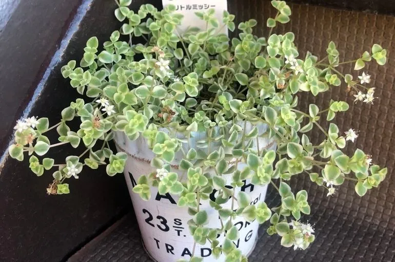 癒しの空間～鶴瀬（川越）・アロマ・ヨガ・整体・姿勢改善・ヘッドスパ・足つぼ・リンパドレナージ～