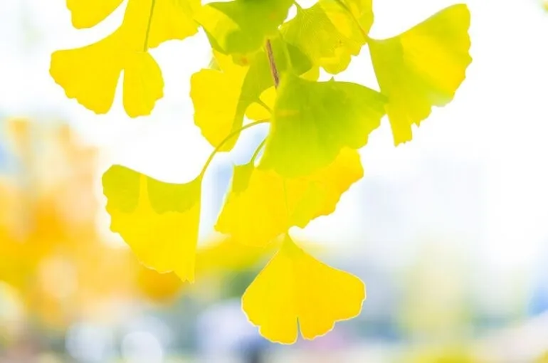 お得な回数券～鶴瀬（川越）整体・リフレクソロジー・アロマ・ヨガ・姿勢改善・足つぼ・ヘッドスパ～