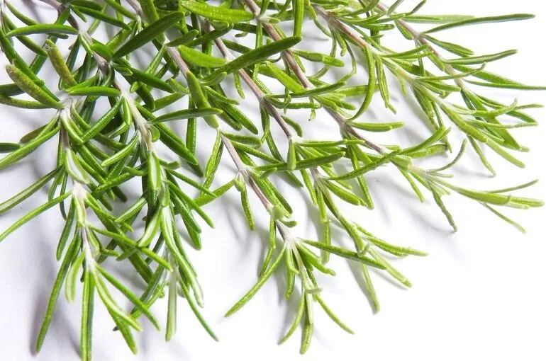 ローズマリー～鶴瀬（川越）アロマ・ヨガ・整体・姿勢改善・ヘッドスパ・足つぼ～