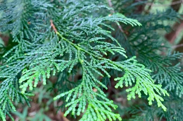 アロマオイル～ヒノキ～