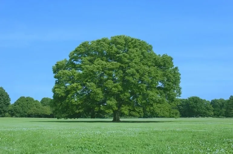 朝活で1日を気持ちよくスタートさせましょう〜鶴瀬・ふじみ・整体・ヨガ・アロママッサージ〜