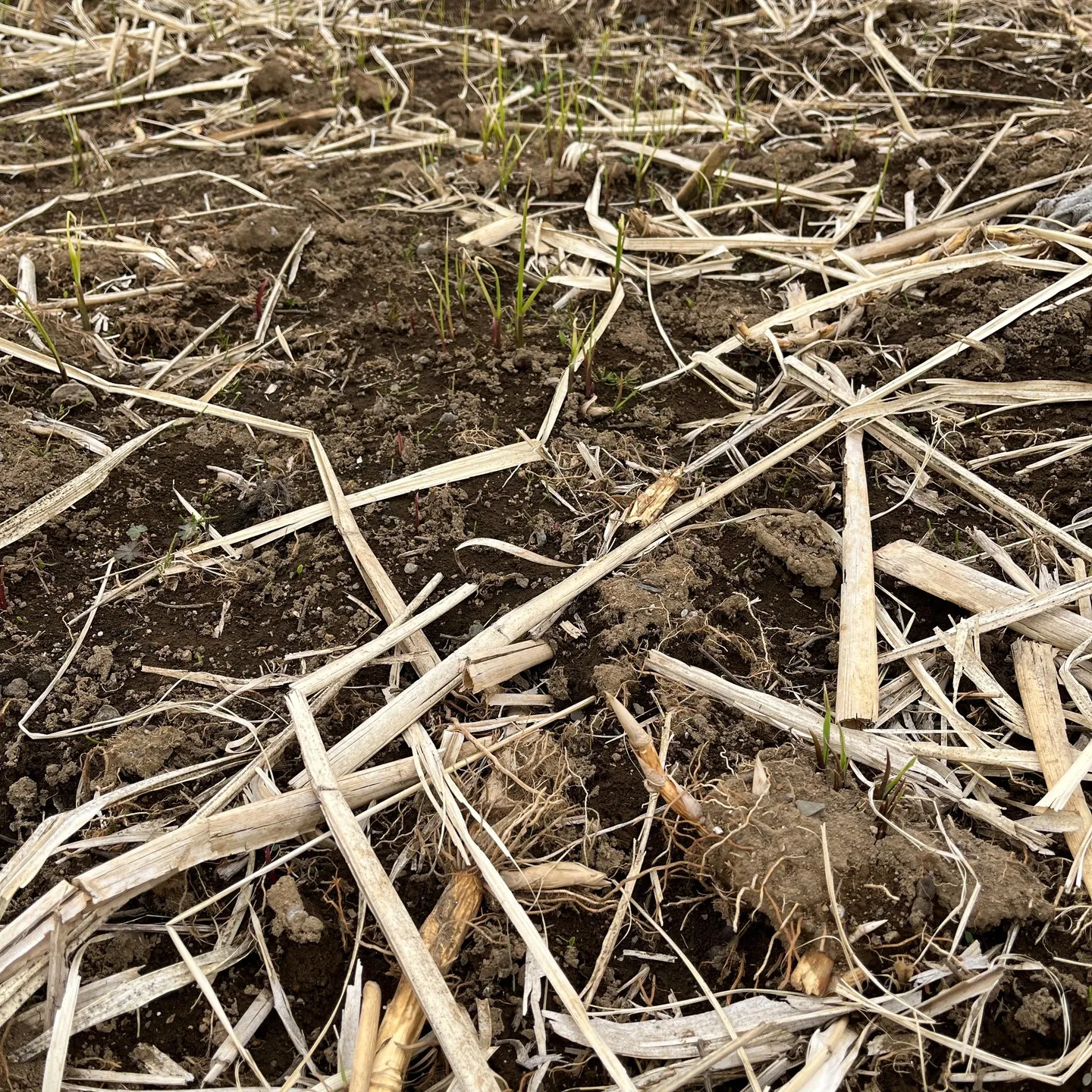 暖かくなり、まこも田んぼに新芽が出てきました！ここからまた今...