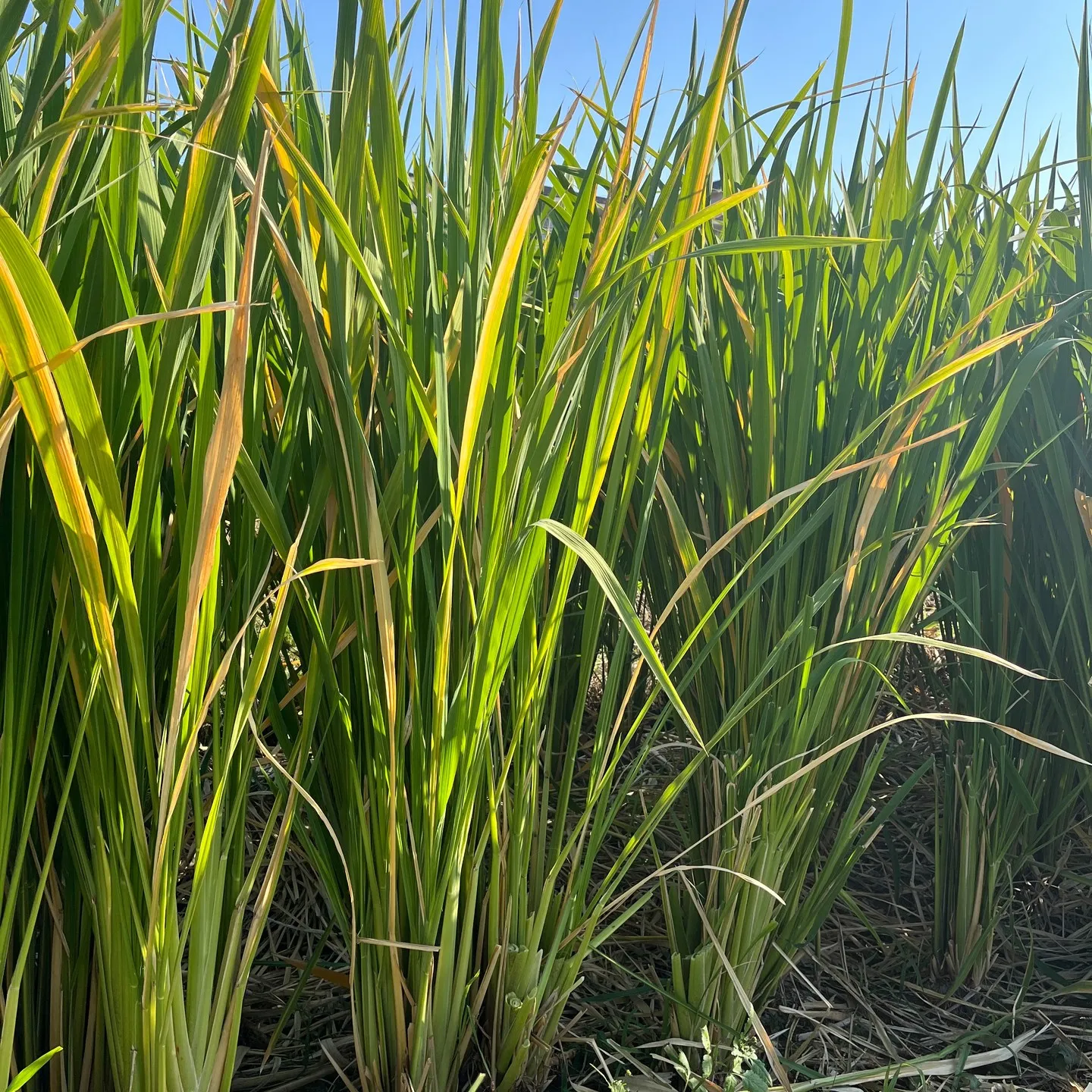 暖かくなり、まこも田んぼに新芽が出てきました！ここからまた今...