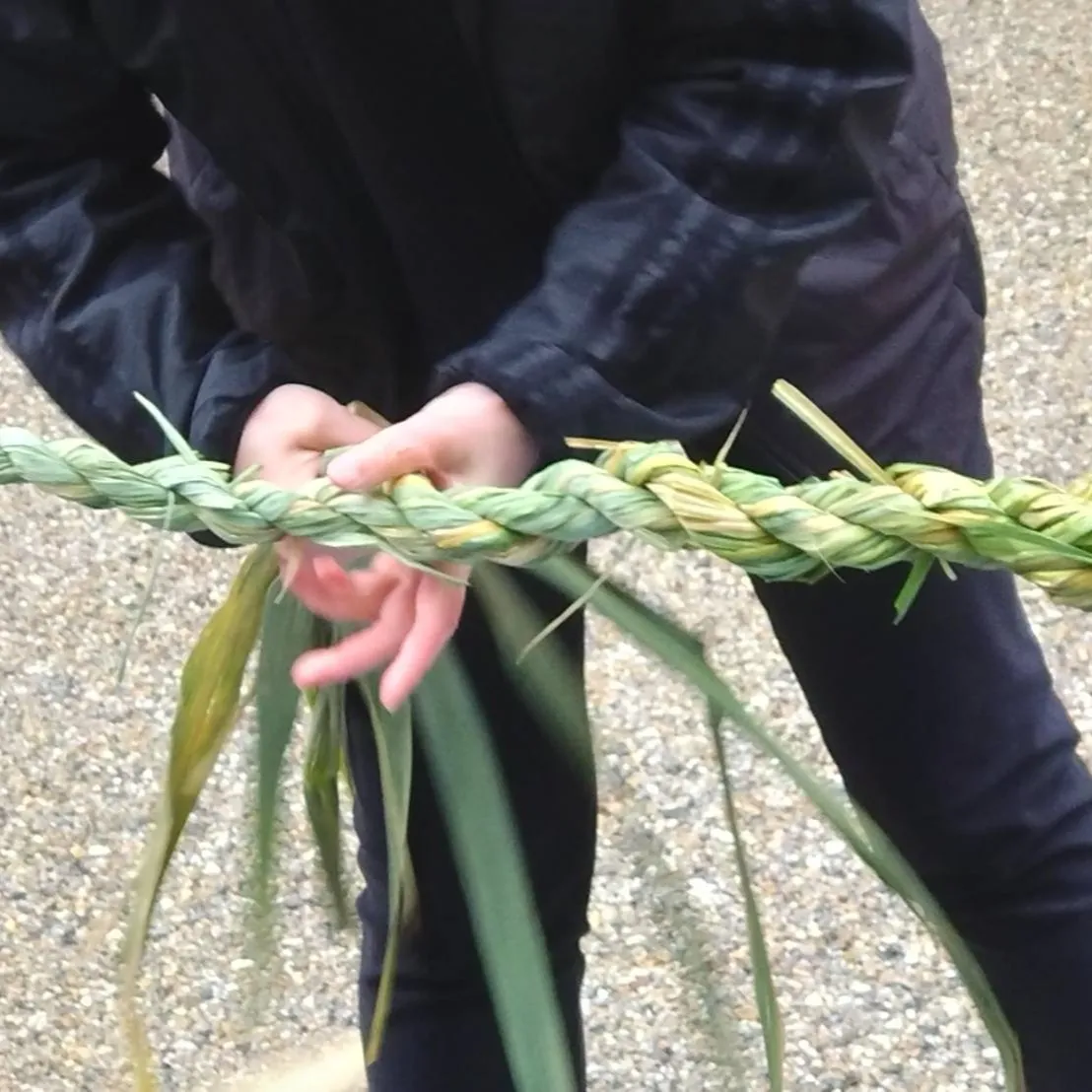 暖かくなり、まこも田んぼに新芽が出てきました！ここからまた今...