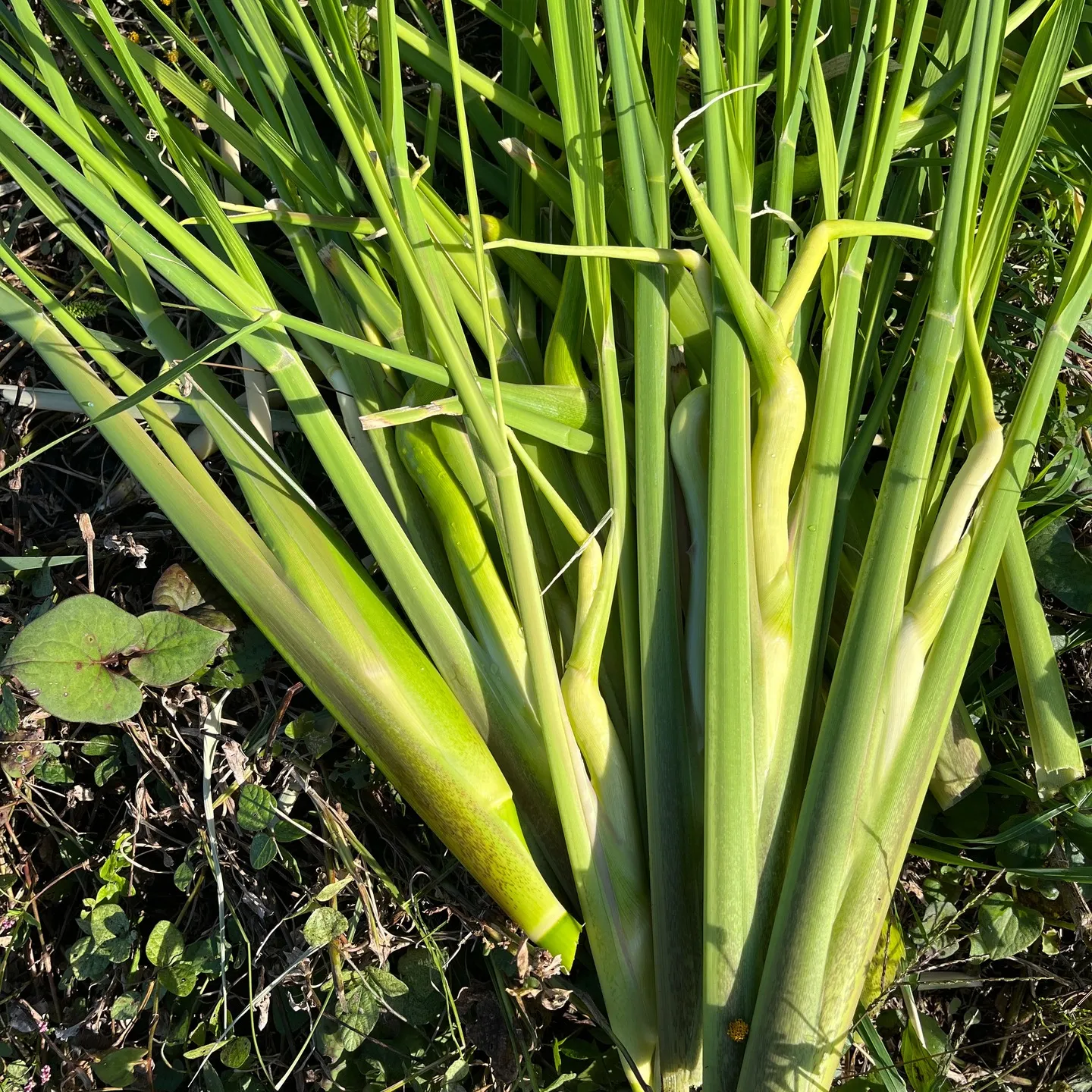 暖かくなり、まこも田んぼに新芽が出てきました！ここからまた今...