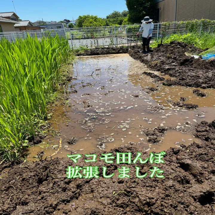 マコモ田んぼ、拡張のため、ホーリー隊出動です。
