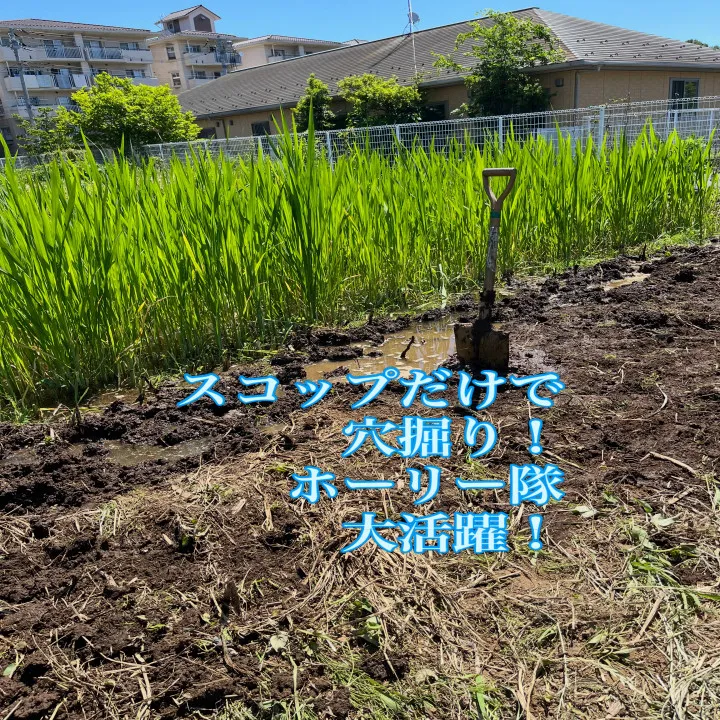 マコモ田んぼ、拡張のため、ホーリー隊出動です。