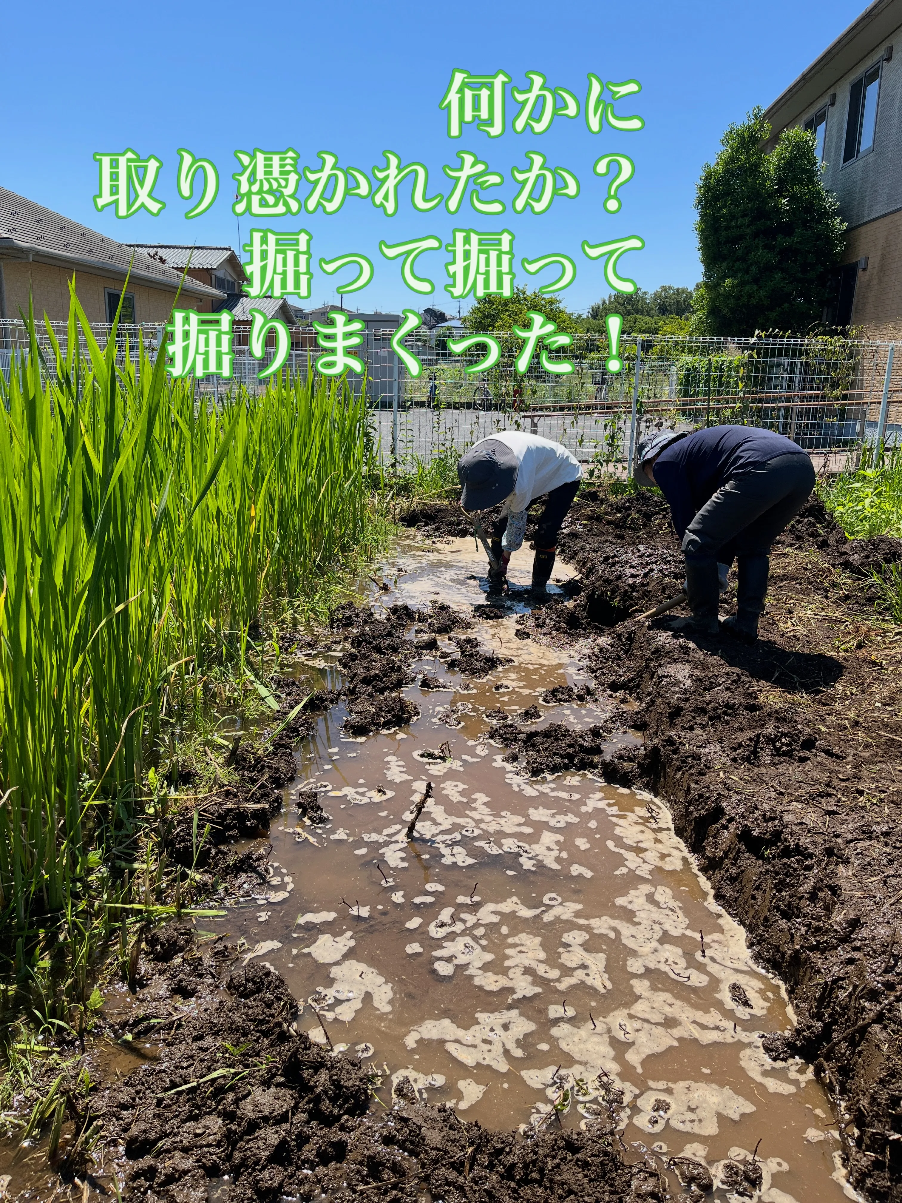 マコモ田んぼ、拡張のため、ホーリー隊出動です。