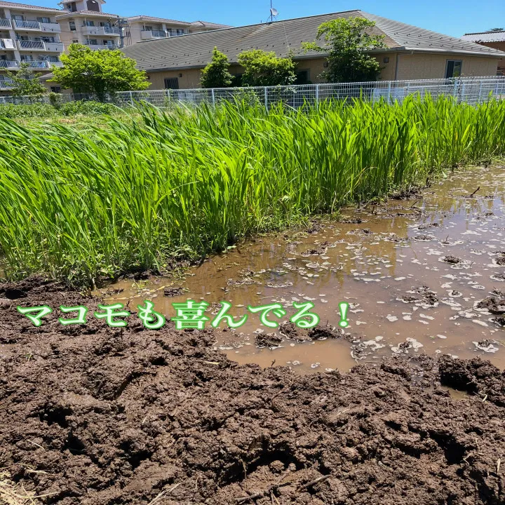 マコモ田んぼ、拡張のため、ホーリー隊出動です。