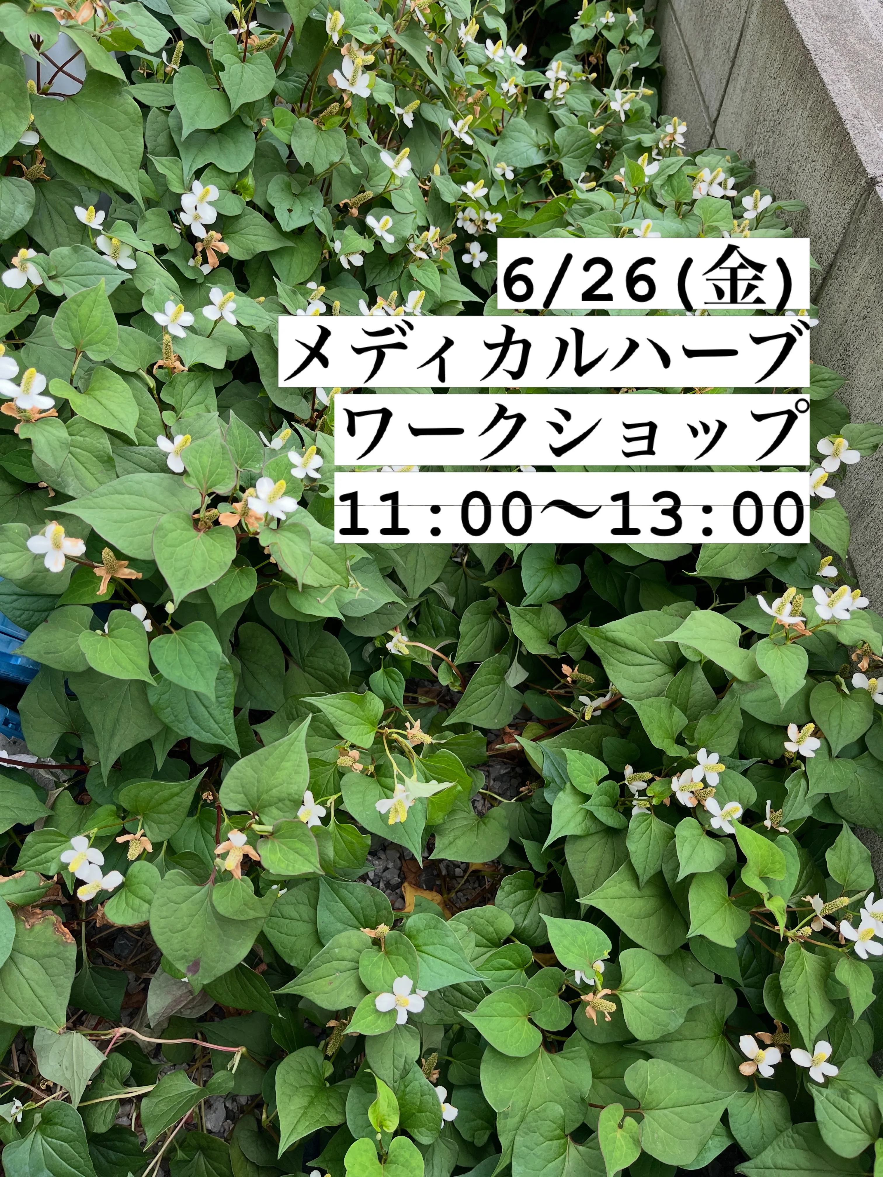メディカルハーブ講座をアロマの風で行います