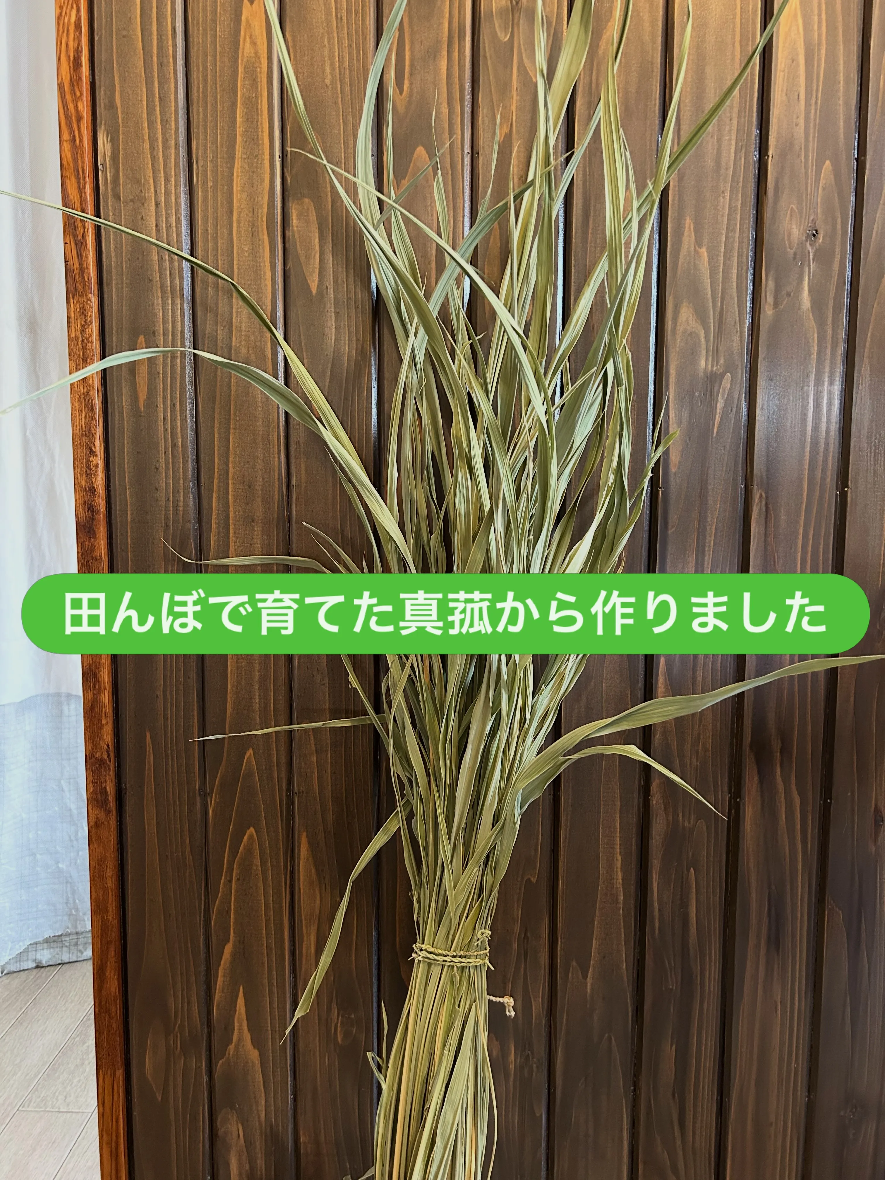 真菰は古くから「神が宿る植物」と考えられ、神社や神事で使われ...