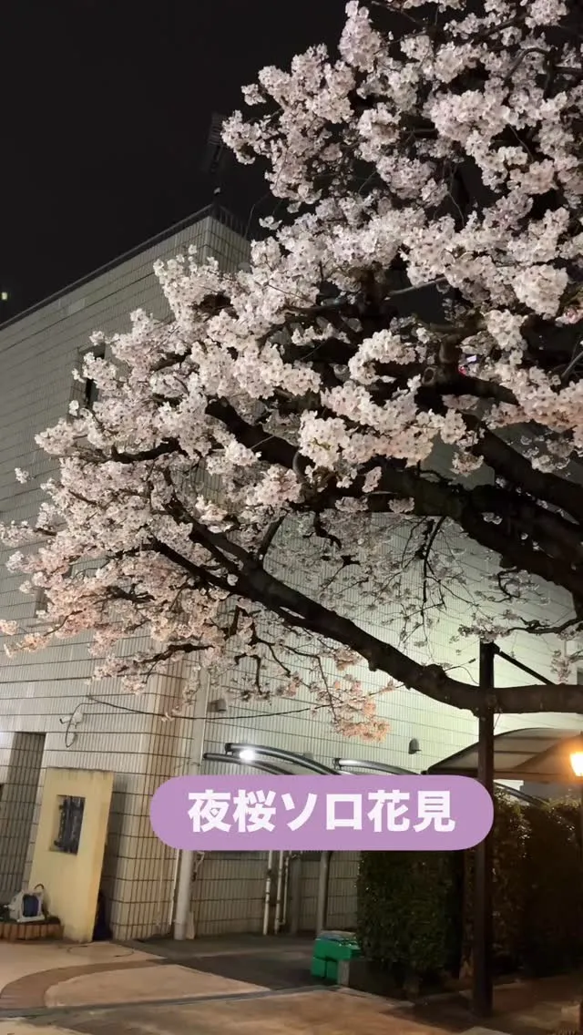 住宅街の盆栽のような桜は私のお気に入りの花見スポット🌸古木な...