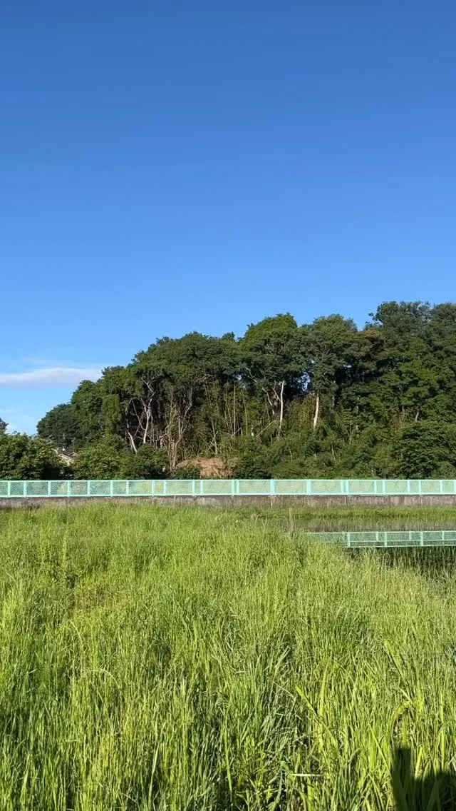 大鷹が生息している鶴瀬、下鶴馬氷川神社のふもとでマコモを栽培...